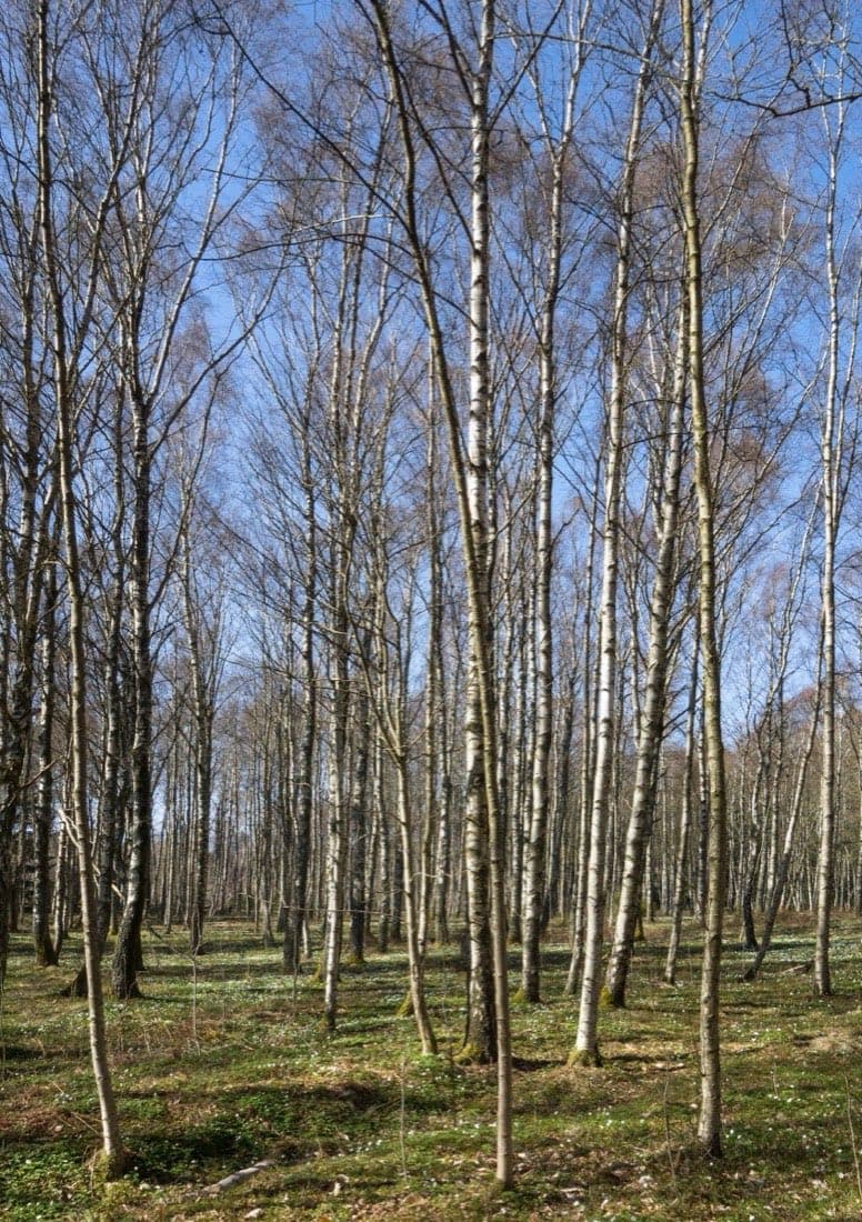 Forêt de feuillus