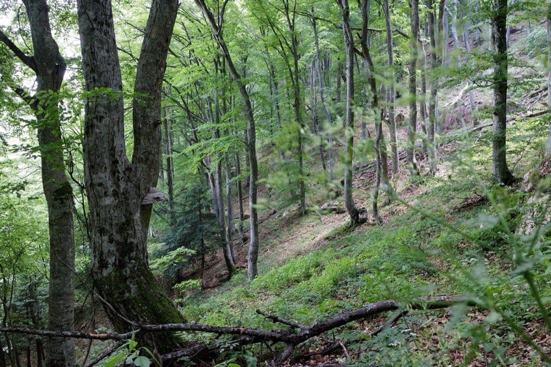 Forêt de feuillus