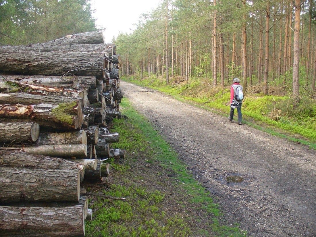 Grumes de bois empilées
