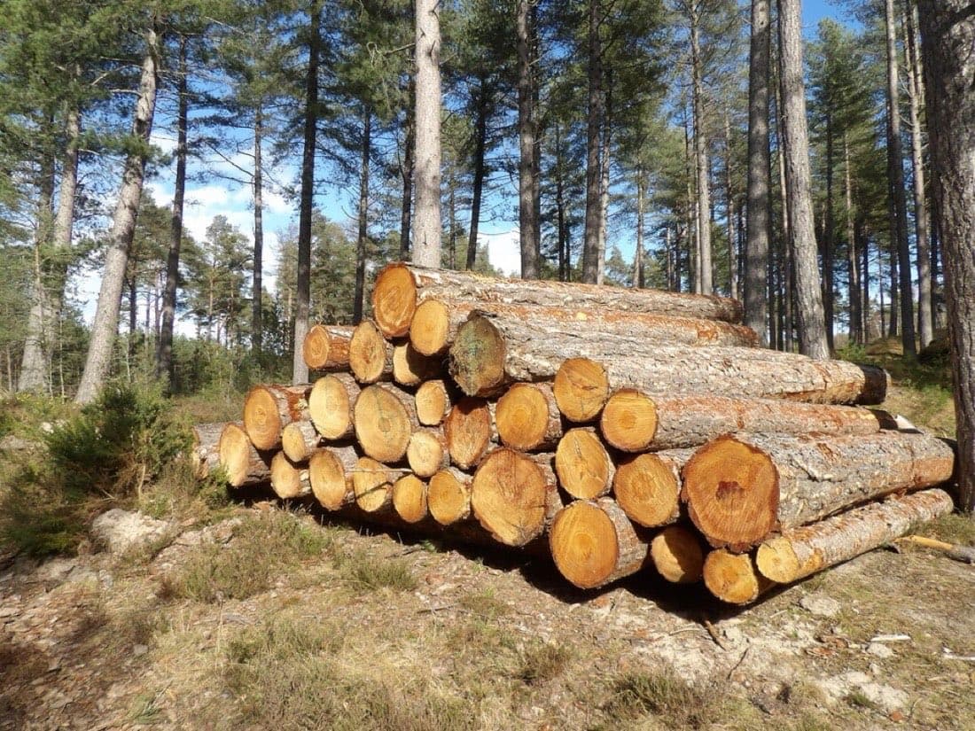 Grumes de bois empilées