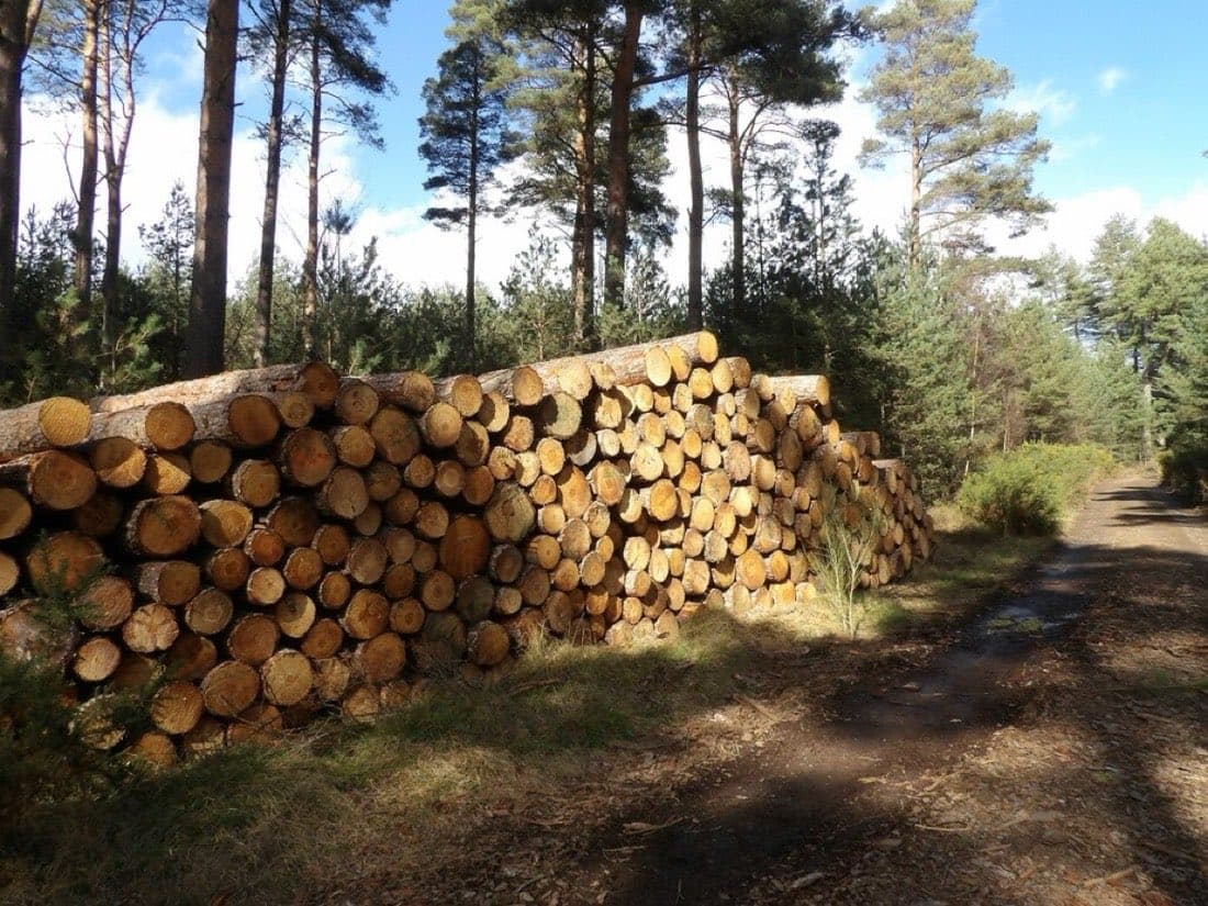 Grumes de bois empilées