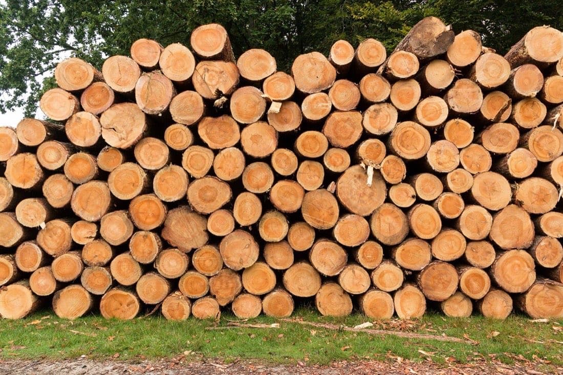 Grumes de bois empilées